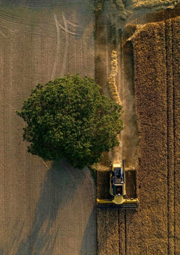 Roots of Renewal: Agroforestry for Climate-Smart Farming